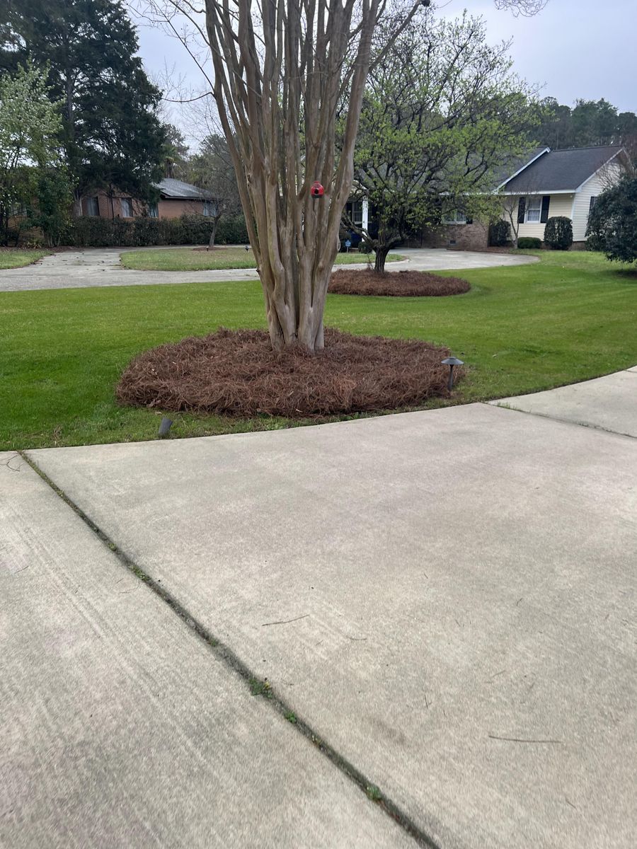 Pinestraw Installation for Shang's Landscaping Service in Columbia, South Carolina
