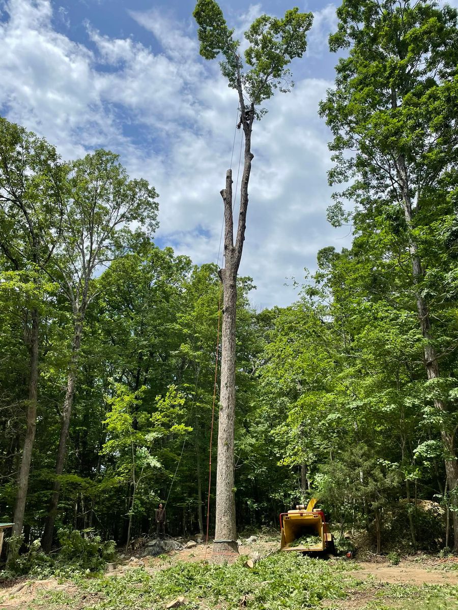 Tree Removal for Ace Tree Service  in Fuquay-Varina, NC