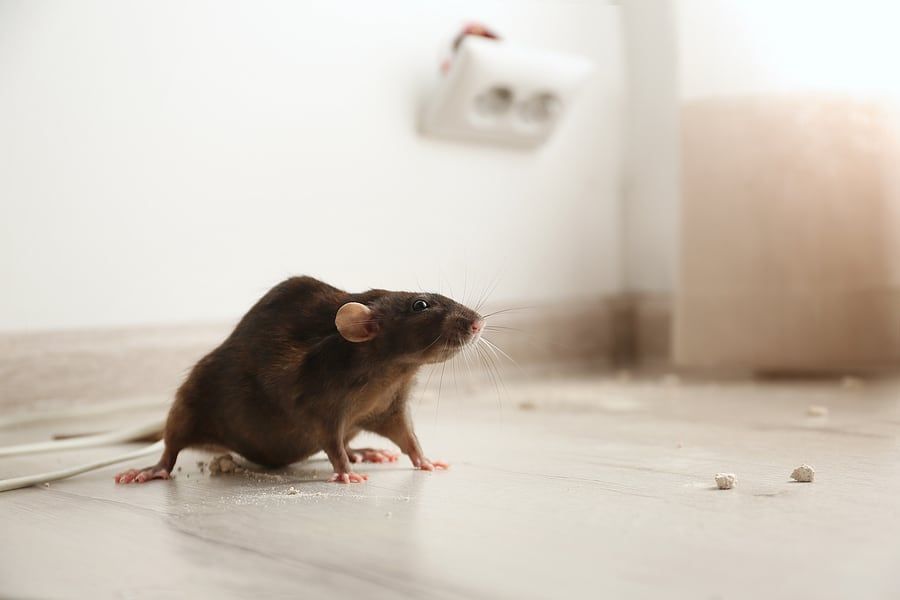 Rodent Exclusion & Proofing for Pest Control Management in Montgomery County, PA