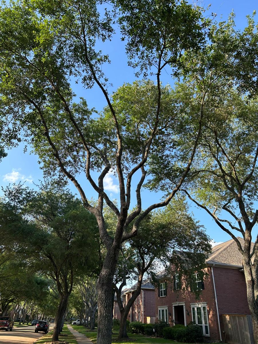 Tree trimming/cutting for Right Choice Landscaping LLC in Houston, TX