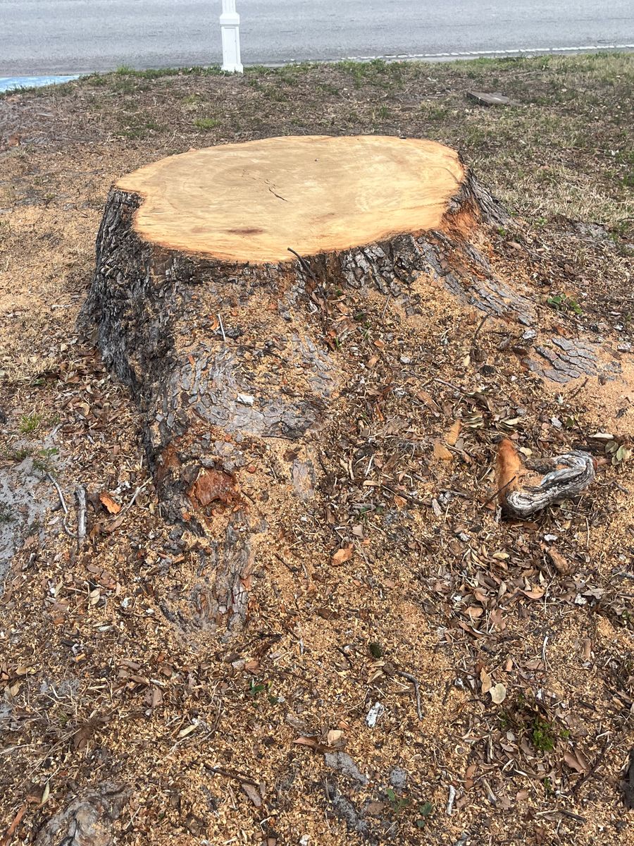 Stump Removal for Busy Beaver Stump Removal, Inc in Clearwater, FL