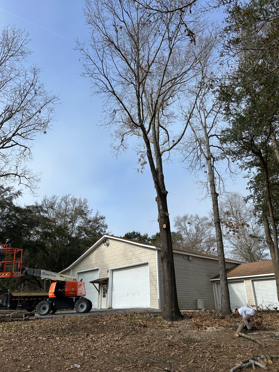 Forestry Mulching/Bush Hogging for Top Notch Landscape in Sneads Ferry, NC