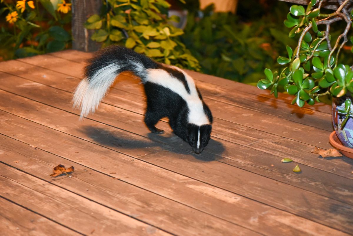 Skunk removal for Wildlife Predator LLC in Lugoff, SC