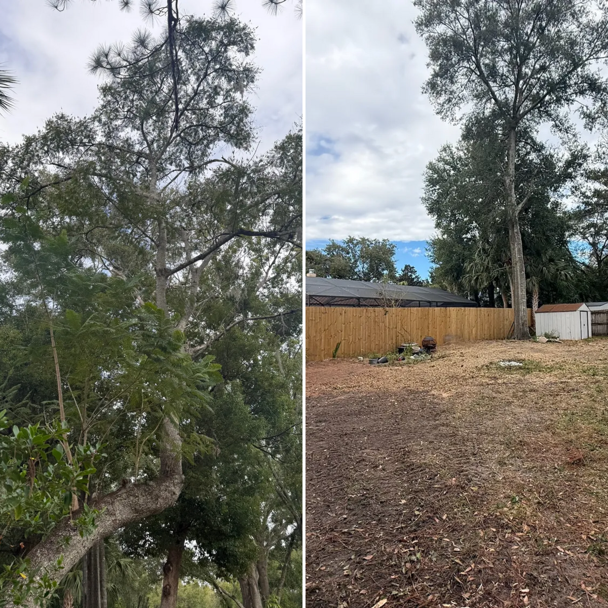 Tree Removal for Amerigrown Tree And Lawn in Apopka, FL