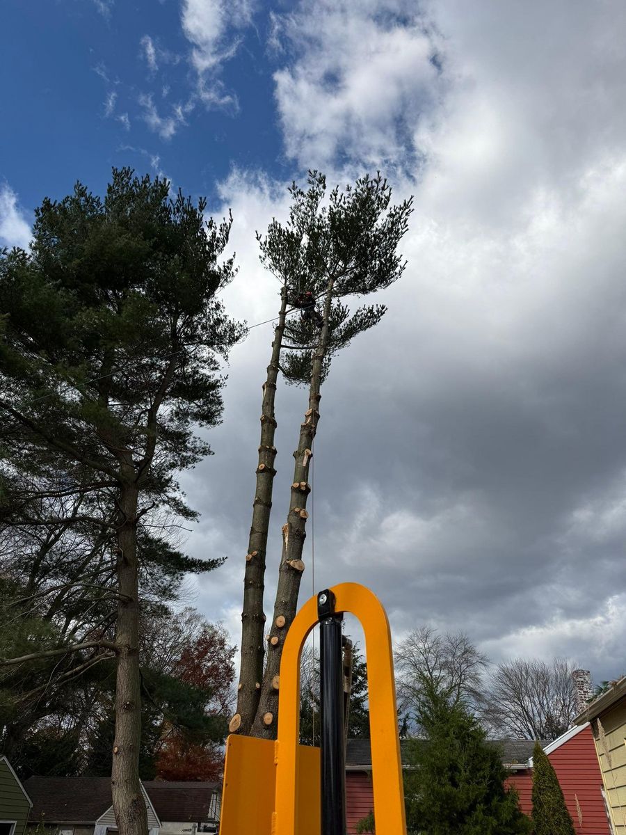 Tree Trimming for Hingewood Tree Service in Salem, NJ
