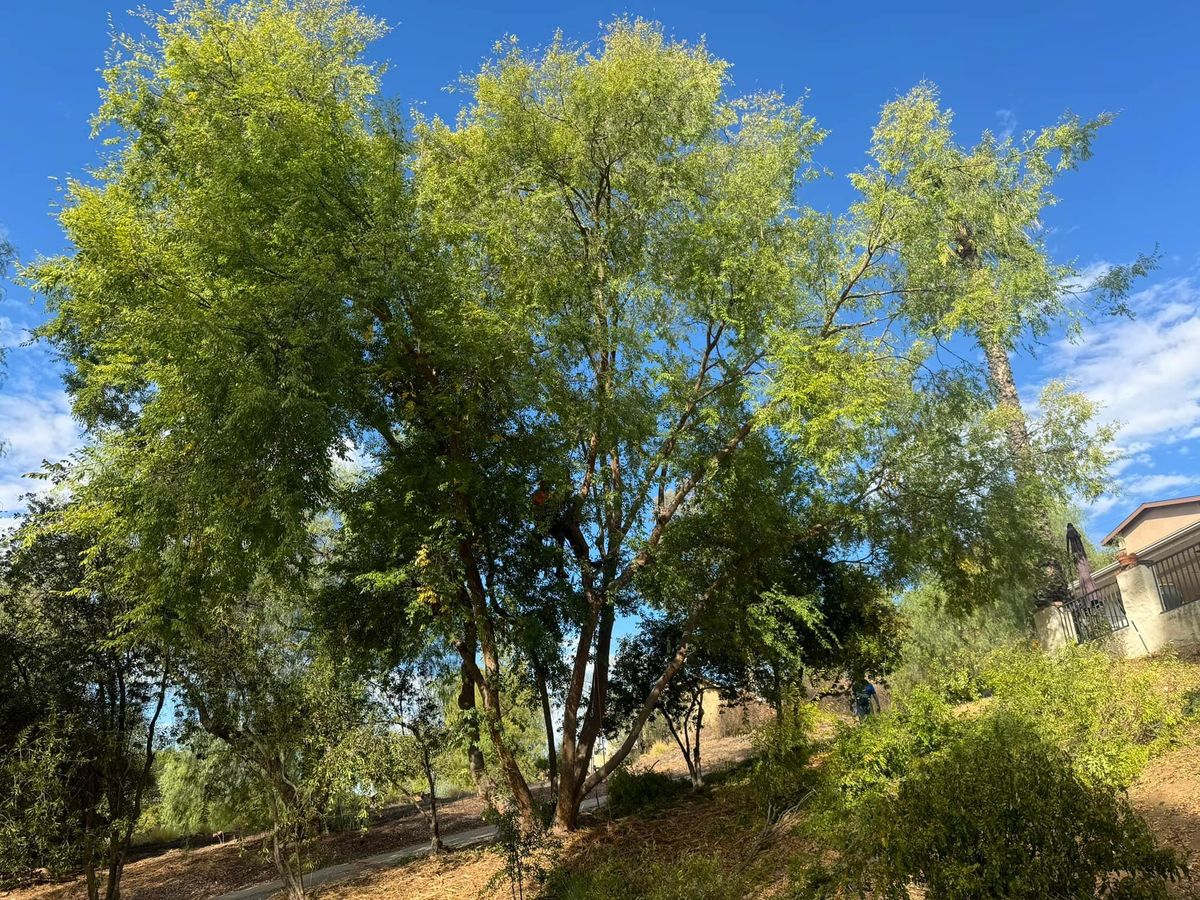 Property Beautification for The Tree Fairy in Temecula, CA