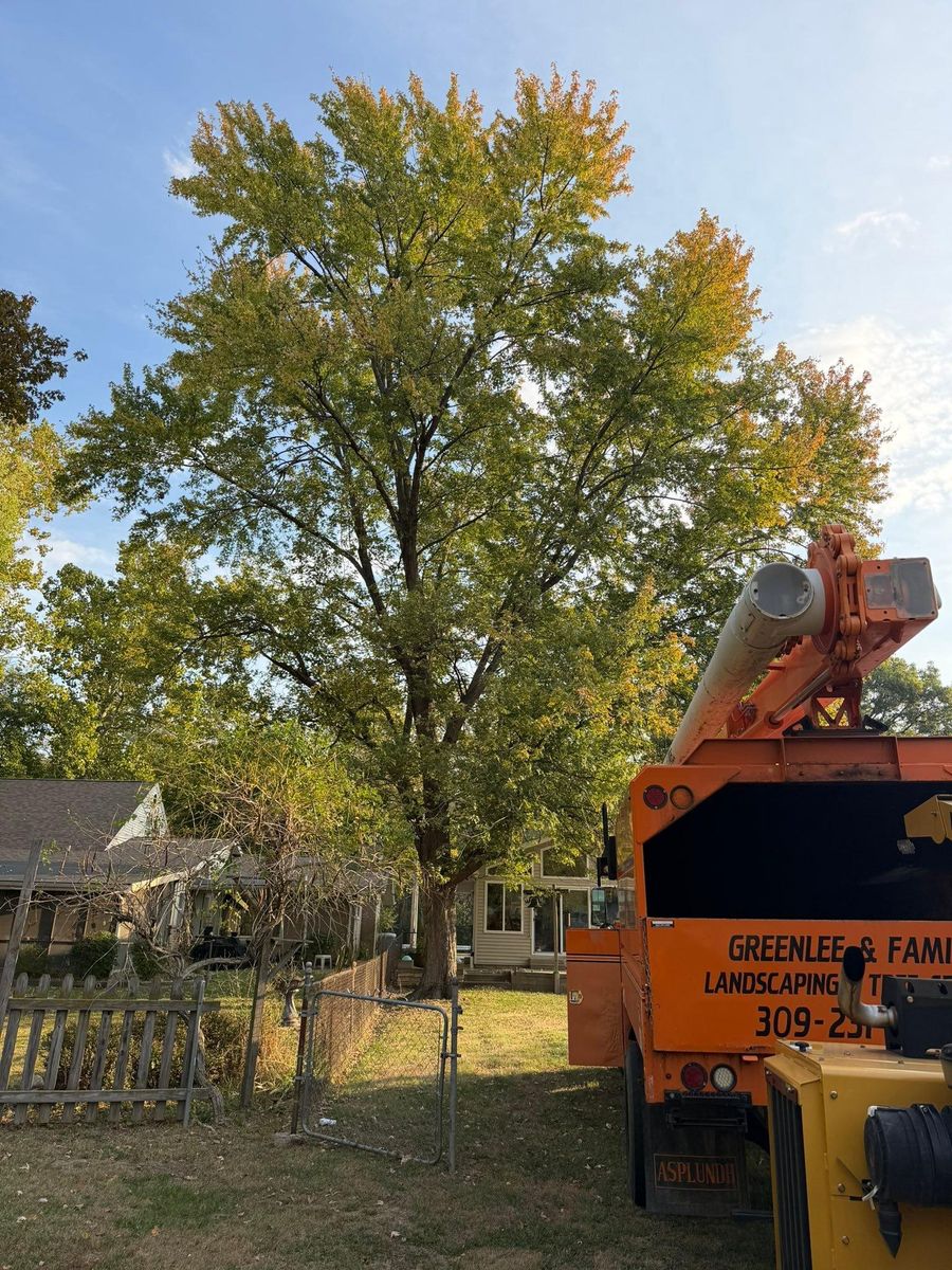 Tree Removal for Greenlee & Family Landscaping Services in Peoria, IL