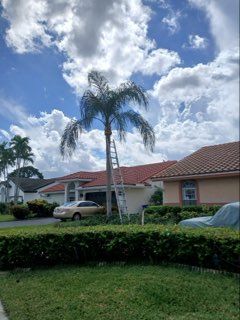 Other Services for ASAP Tree Service in Sebastian, FL