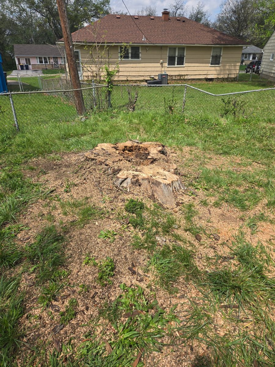Stump Removal for Cross Family Tree Service in Kearney, MO