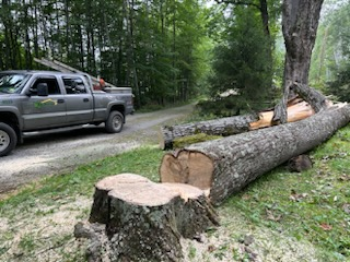 Dangerous Tree Removal for Andy Naylor Excavation in Johnson, VT
