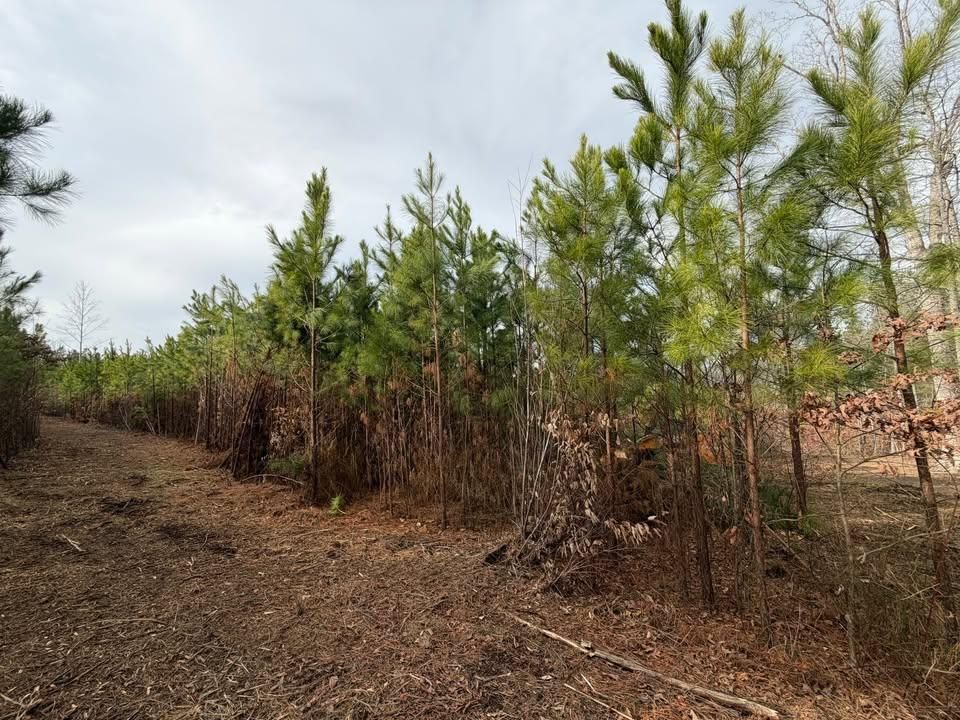Land Clearing for Cedar Point Land Management in Richmond, VA