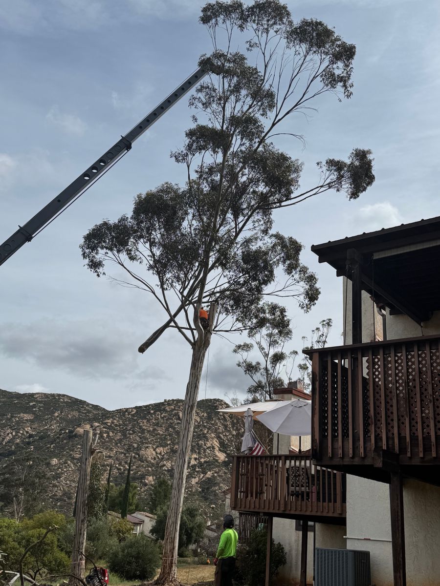 Tree Services for The Tree Fairy in Julian, CA