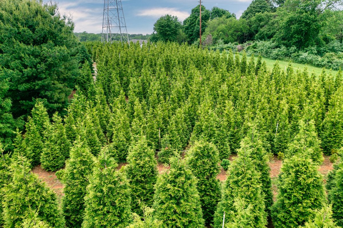 Green Giant Nursery for  in Morristown, NJ