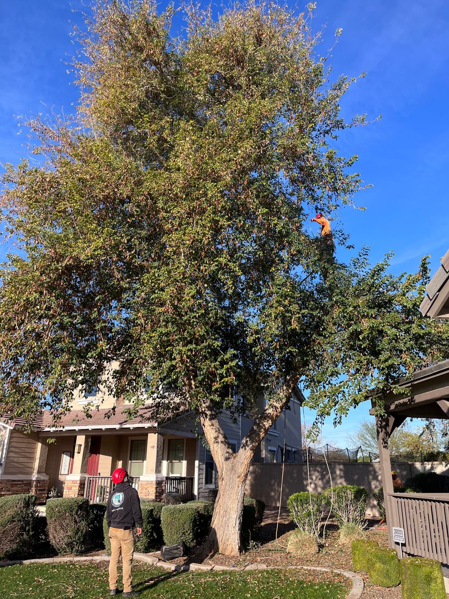 Sissoo Tree Removal for AZ Tree & Hardscape Co in Surprise, AZ
