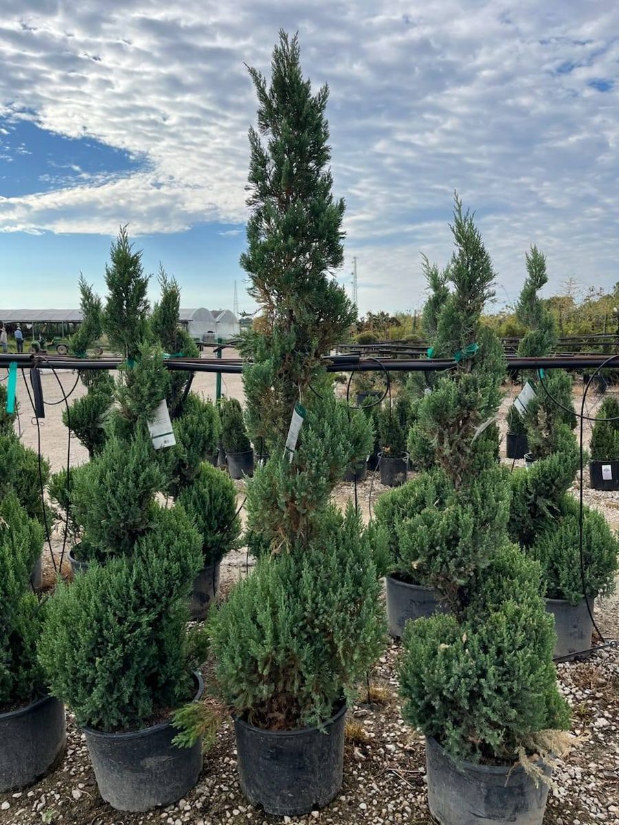 Planting for Jose's Yardservice in Keller, TX