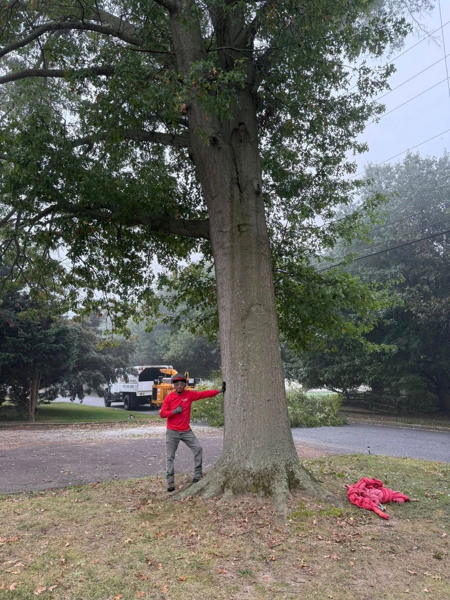 Climbing Services for Melnyk’s Tree Service in Salem County, NJ
