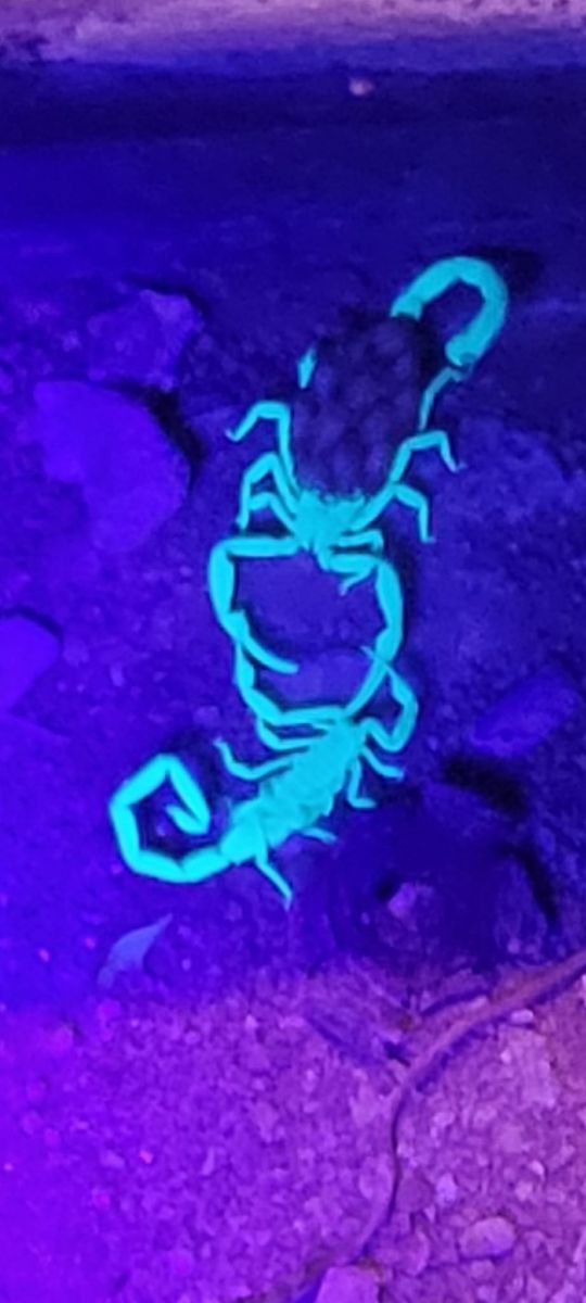Scorpion Control for Niko's Pest Control in Las Vegas, NV