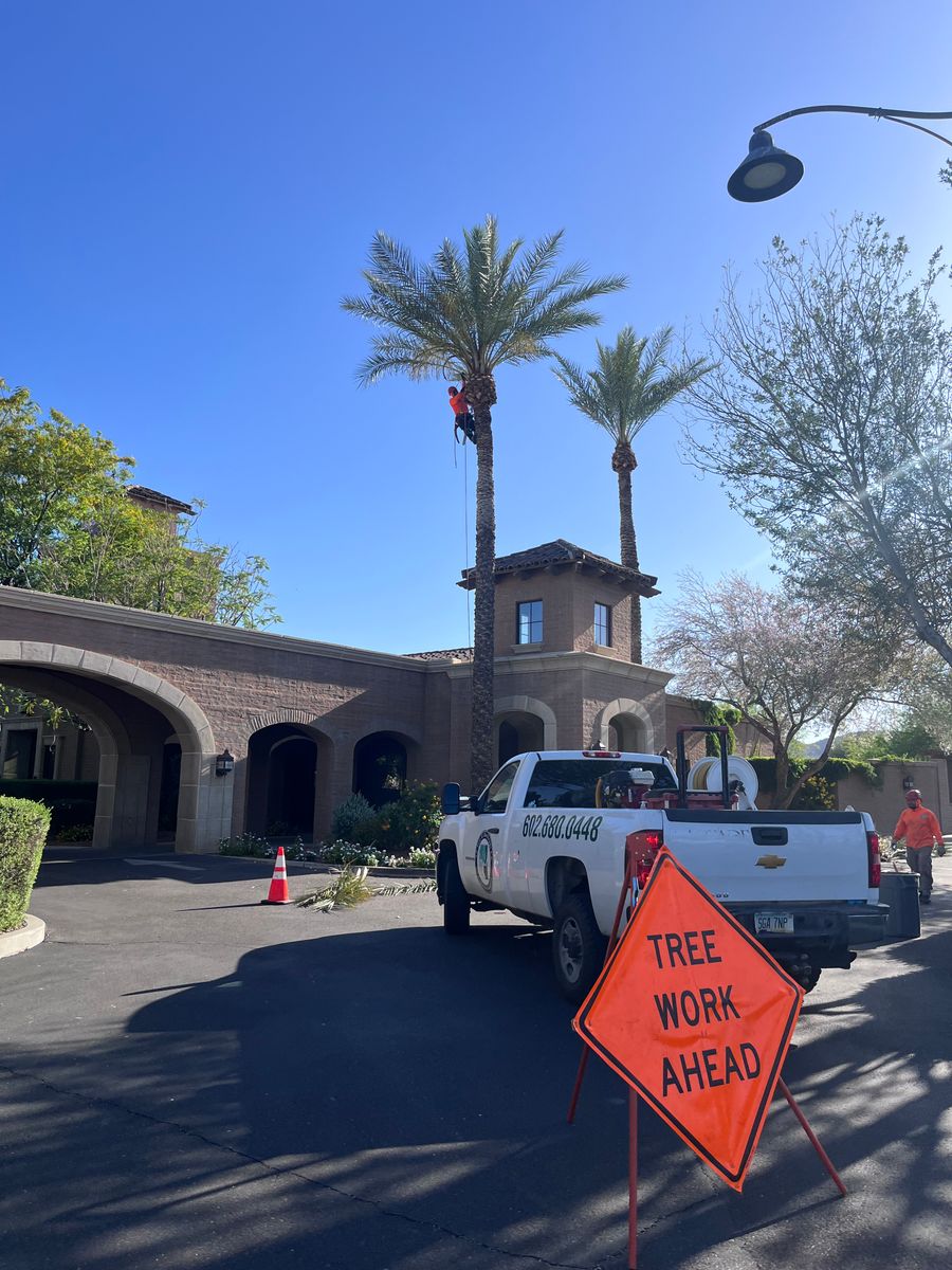 Palms Trimming for AZ Tree & Hardscape Co in Surprise, AZ