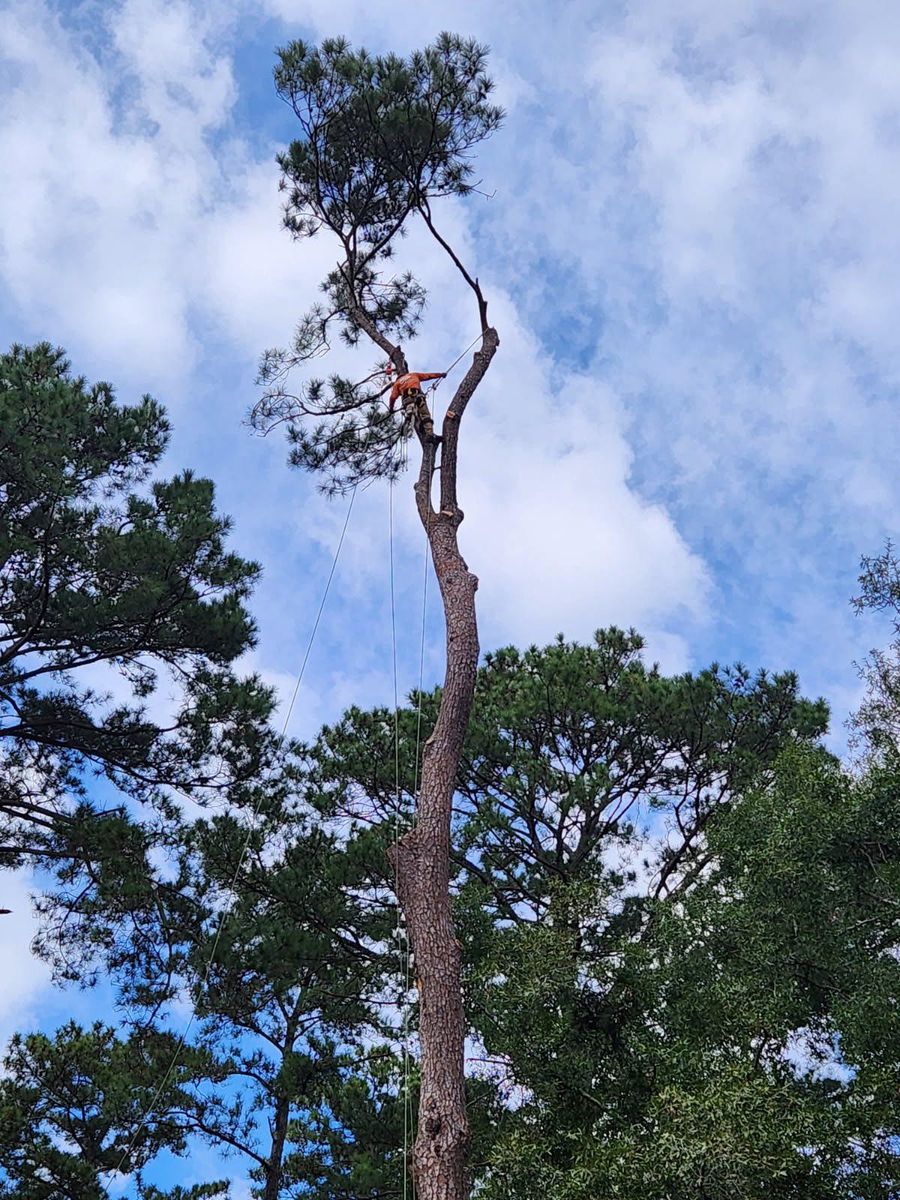 Tree Removal for Hawkins Tree Service & Land Management in Richmond Hill, GA