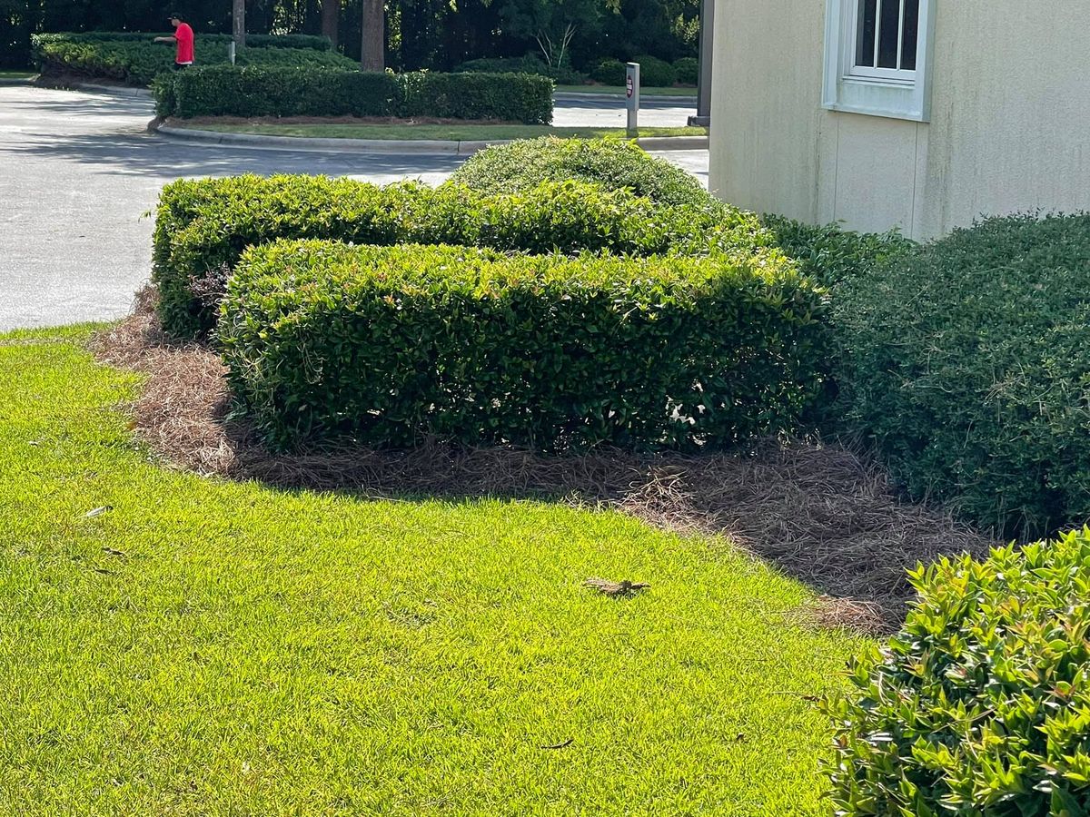 Hedge Trimming for A&A Property Maintenance in Jacksonville, NC