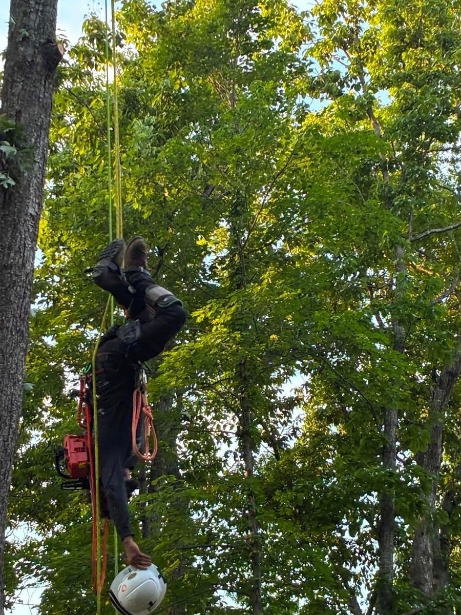 Tree Trimming for Skys The Limit Tree Management in Morehead, KY