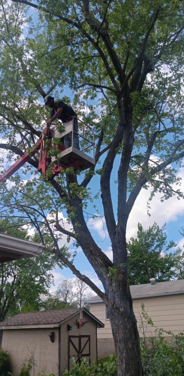 Tree Trimming for Lawn Ranger Yard And Tree Service LLC in Ottumwa, IA