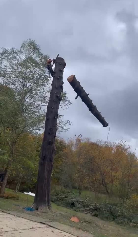 Tree Removal for Godleski's Tree & Landscaping in Pittsburgh, PA