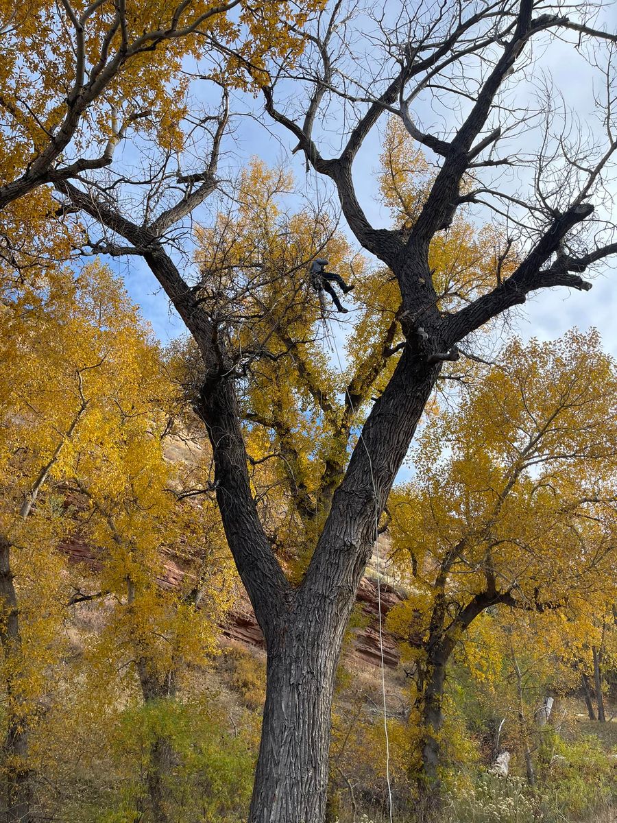 Tree Trimming for Graham’s Tree Services in Pierce, CO