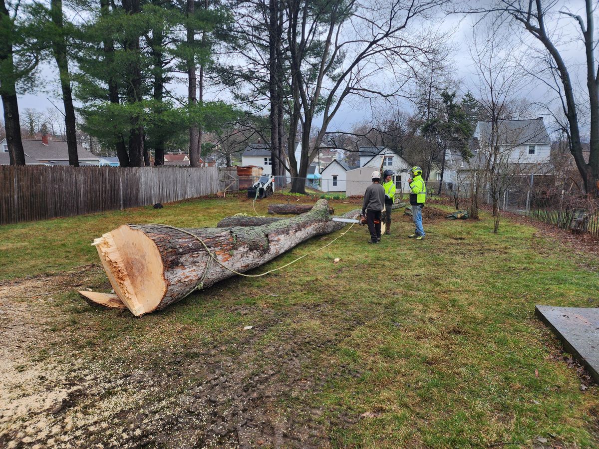 Tree Removal for Licensed to Cut Tree Service in Athens, PA