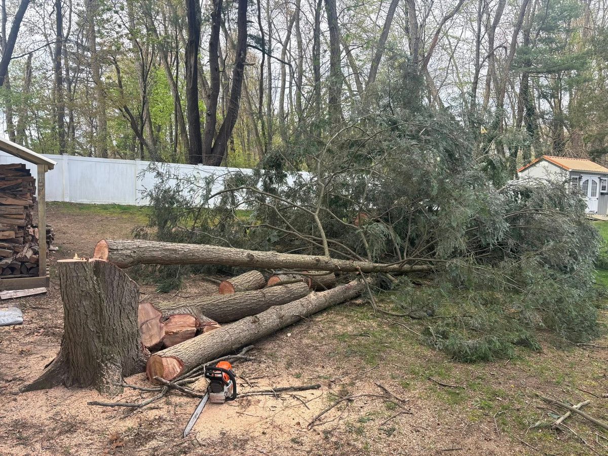 Tree Removal for T's Trees in Albany, NY