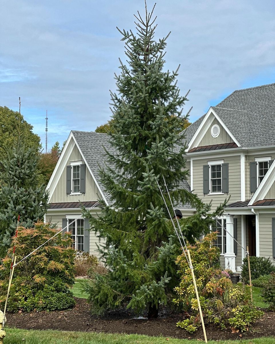 Privacy Plantings for Ace Landscaping in Trumbull, CT