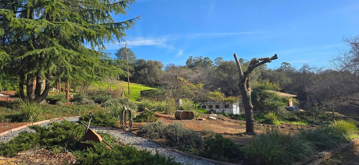 Hazardous Tree Services for George Staddan's Professional Tree Care in Placerville, CA