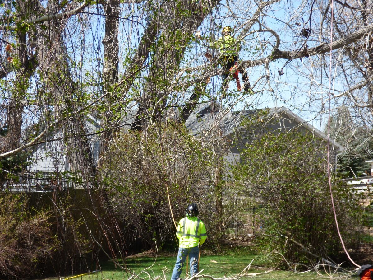 Tree Trimming for Two Fellers Tree Service in Buffalo, WY