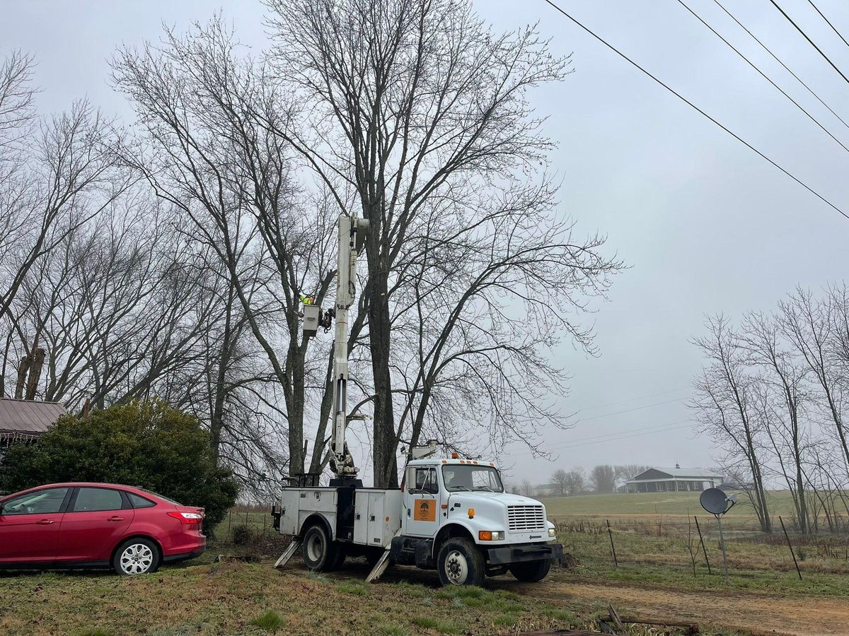 Tree Removal for Ross Family Tree Service LLC  in Hohenwald, TN