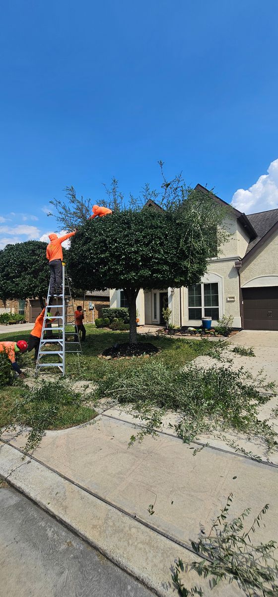 Tree Trimming for Servin's Tree Care  in Houston, TX
