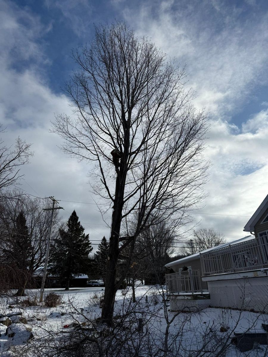 Tree Removal and Hedge Trimming for Bishop’s Property Maintenance in Franklin, VT