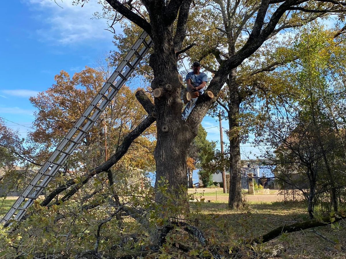 Tree Trimming for Reymundo's Tree Service in Brownsboro, TX