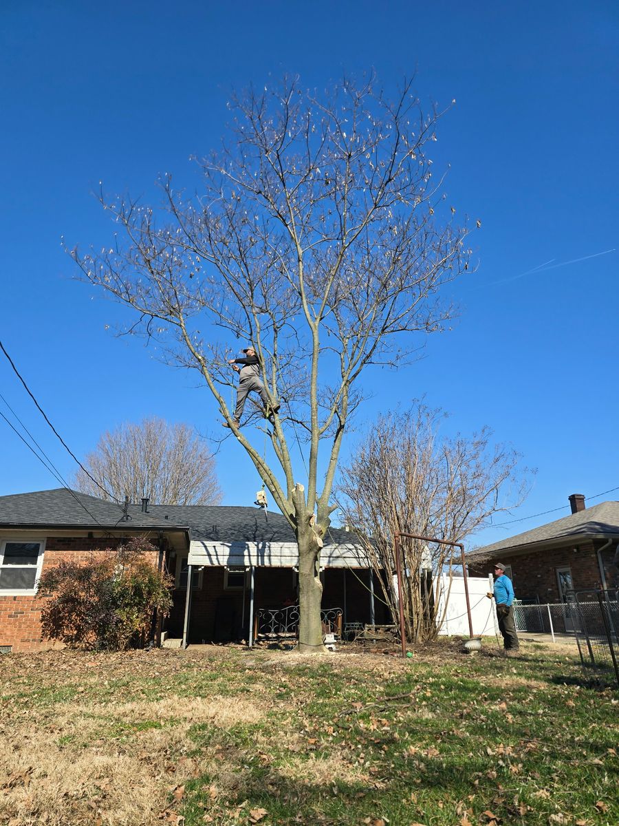 Tree Removal for Optimum Tree Service And Landscaping in Bowling Green, KY