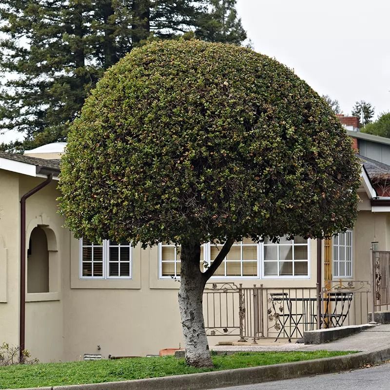 Tree Trimming for T&S Tree Care LLC in Portland, OR