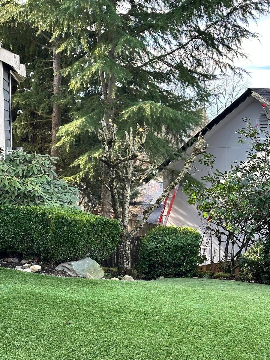 Cleanups & Maintenance for SAW Enterprises  in Arlington , WA