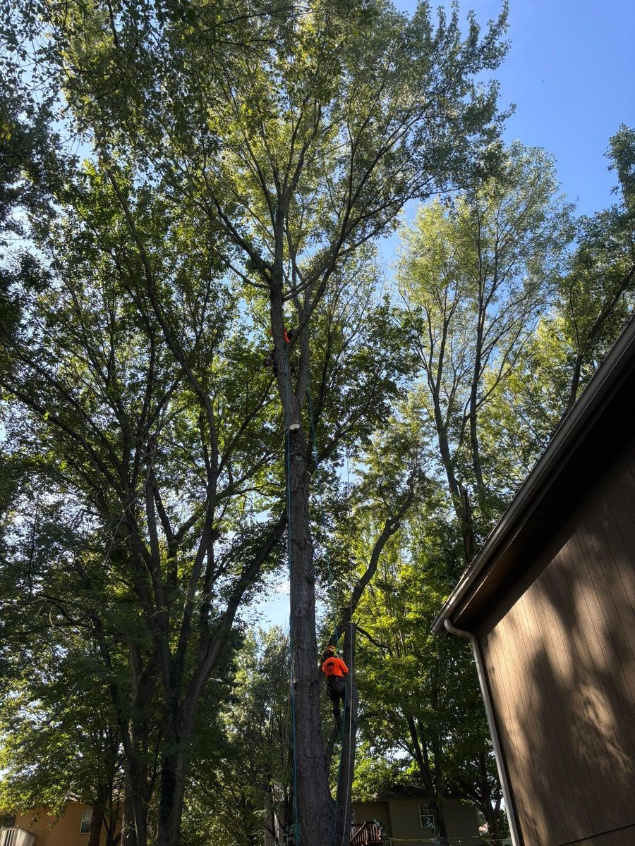 Tree Trimming for Cross Family Tree Service in Kearney, MO