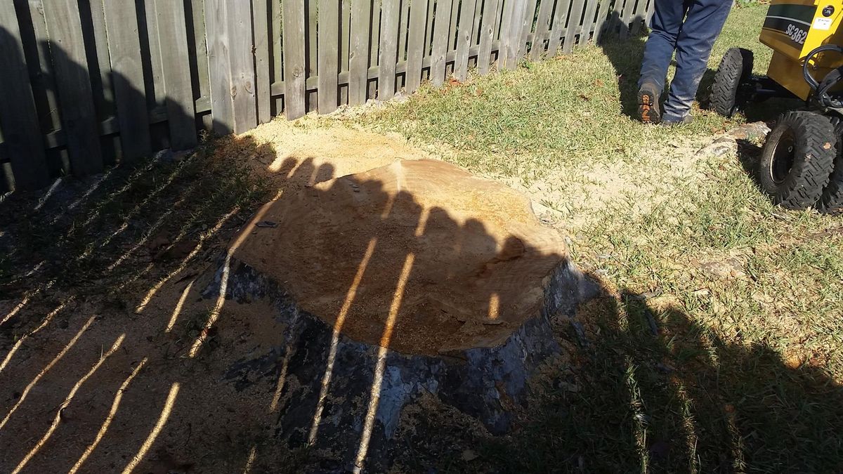 Stump Removal for Daniel Hickey’s Tree Service in DeLand, FL