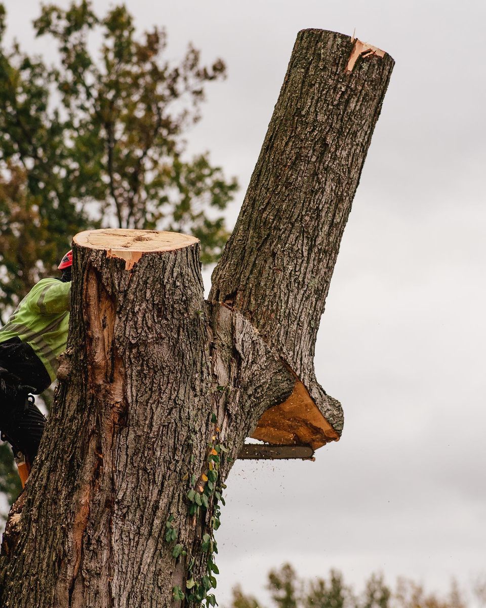 Tree Removal for Timber Ninja Service in Lexington, KY