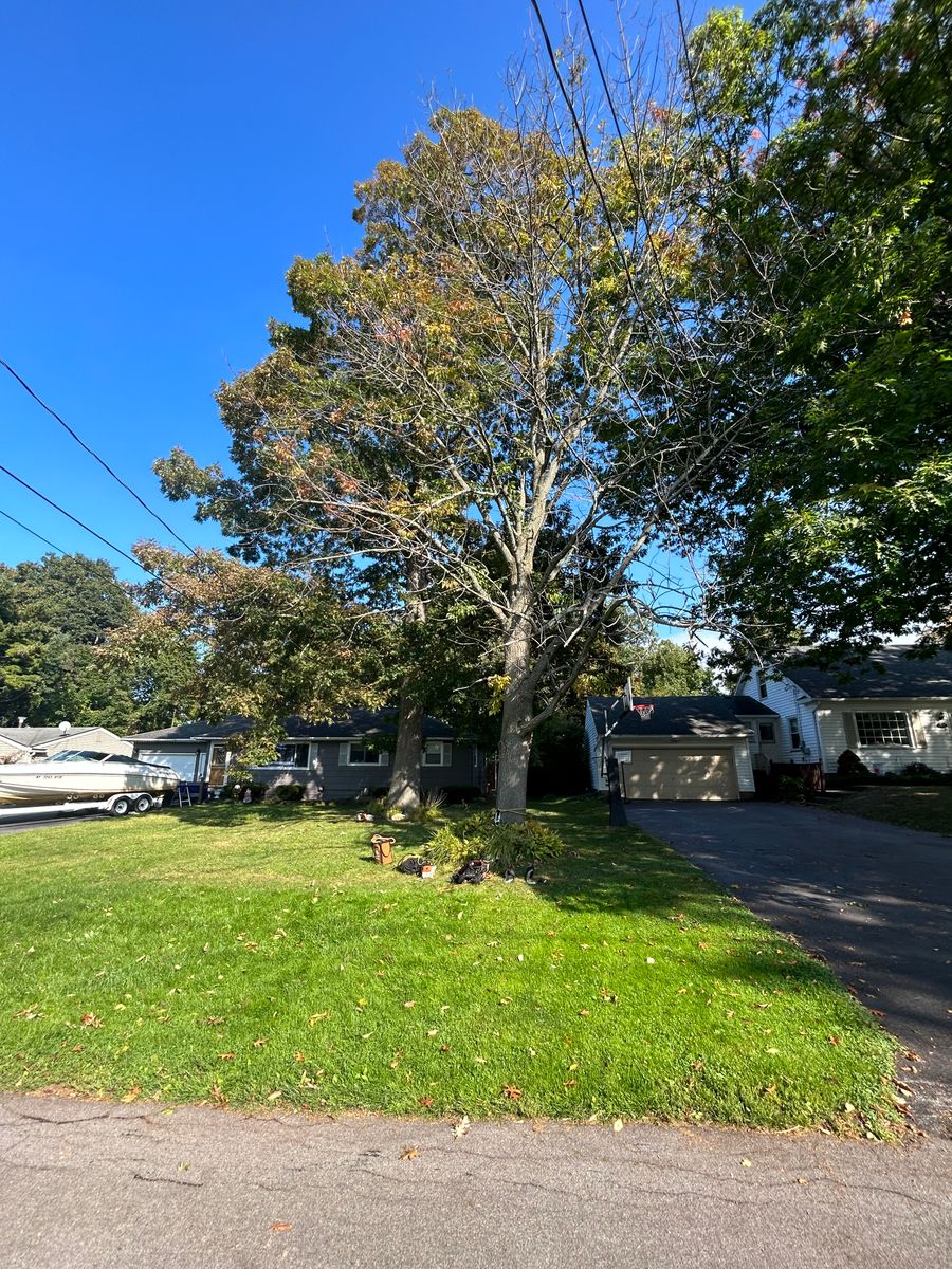 Tree Removal for S.H. Tree Service LLC in Hilton, NY