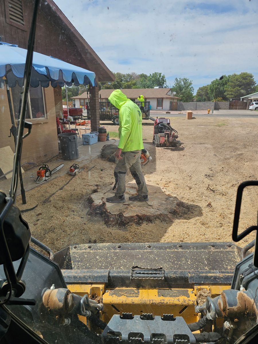 Tree Removal for T's Tree Service and Firewood in Apache Junction, AZ