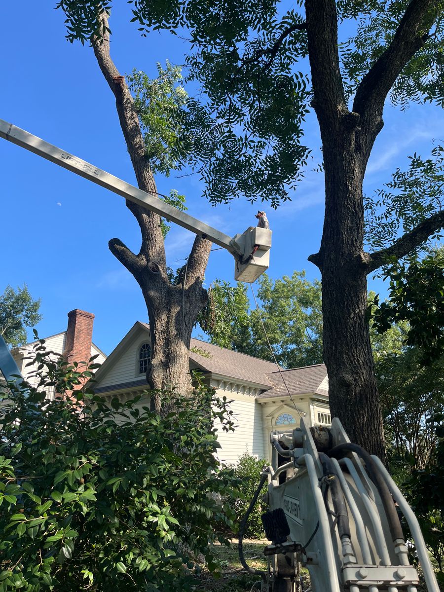 Tree Trimming for T N L - Tree and Land Service in Reynolds, GA