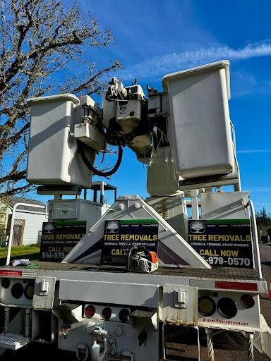 Tree Removals for Willamette Landscaping & Tree Services in Albany, OR