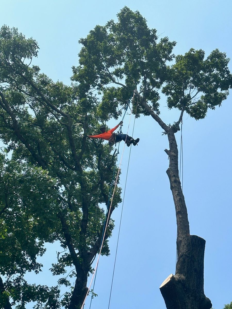 Tree Trimming for Cross Family Tree Service in Kearney, MO