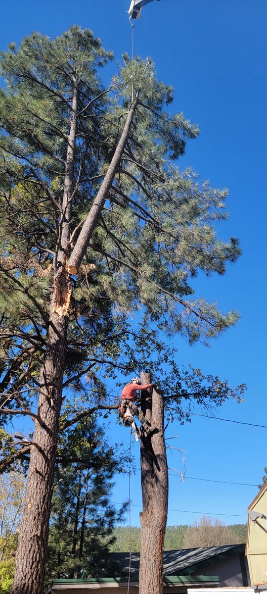 Emergency Tree Services for StockPro Tree Specialists in Show Low, AZ