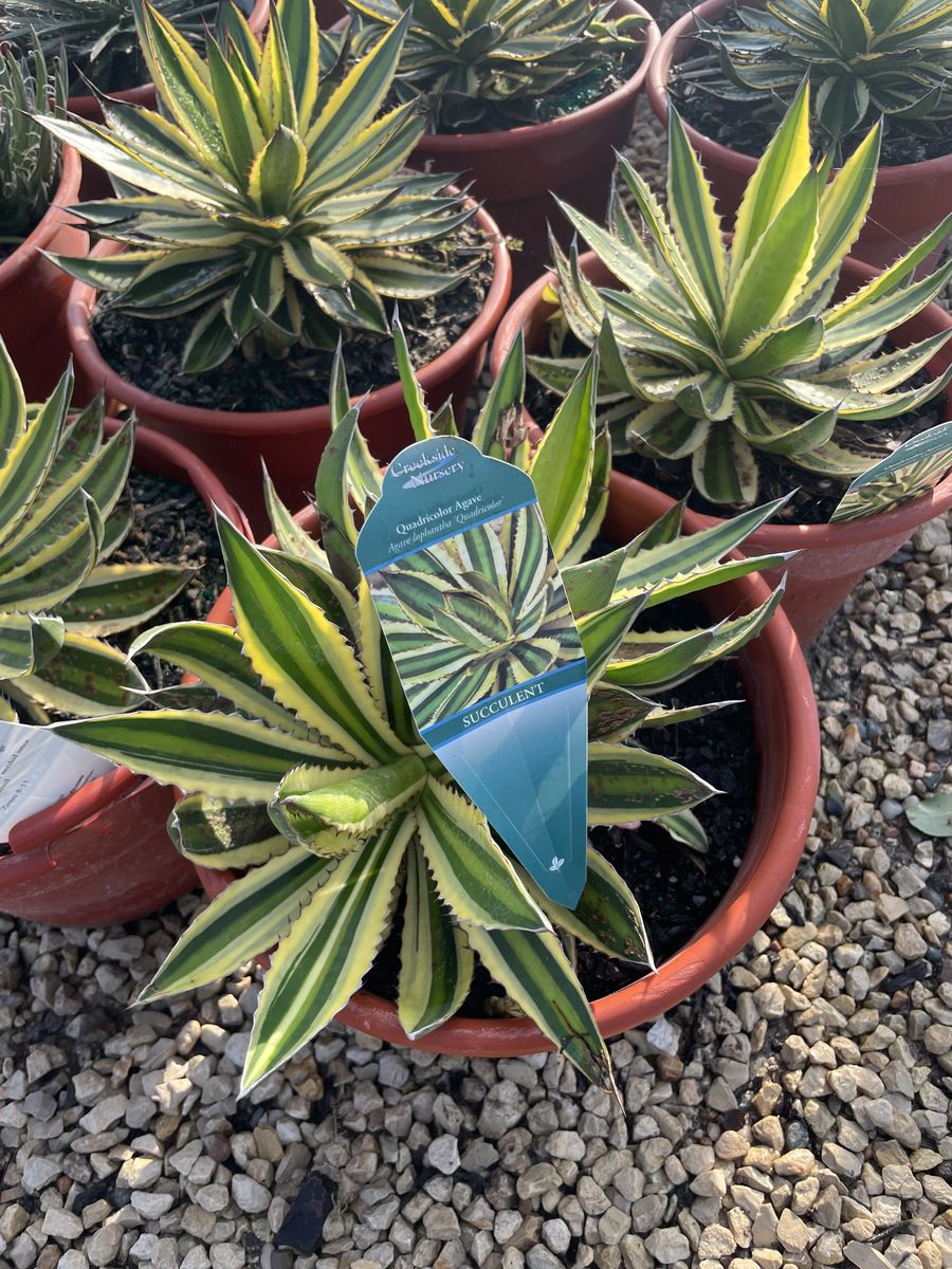 Landscape Installation for Atlas Land Design in Creekside Park, TX